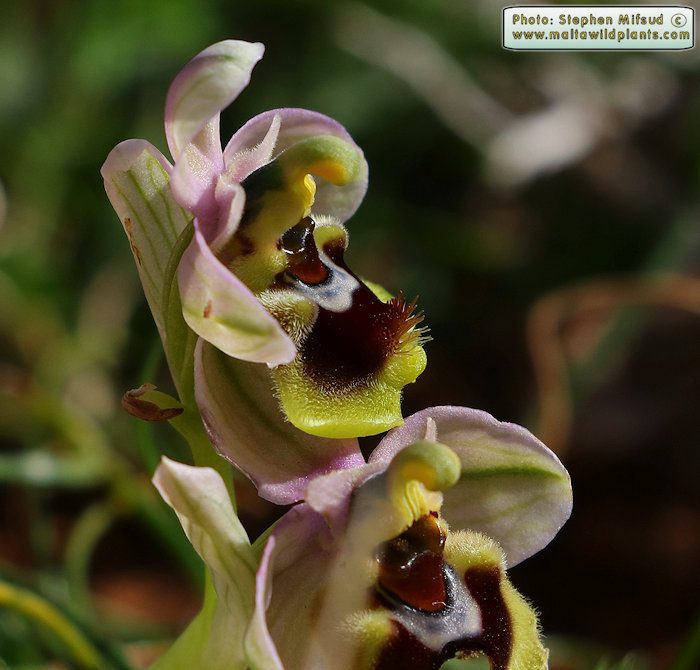 Ophrys tenthredinifera subsp. grandiflora / Large-flowered Sawfly Orchid / Naħla kbira